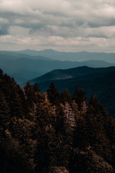 白天山上的绿树